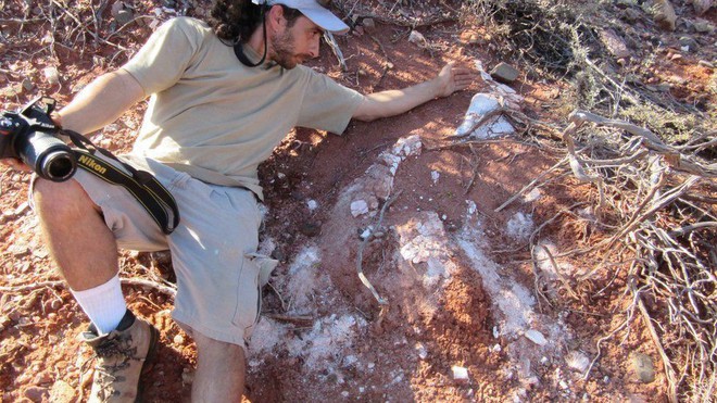 Phát hiện hóa thạch khổng lồ mới: Khủng long còn lớn hơn tưởng tượng - Ảnh 4.