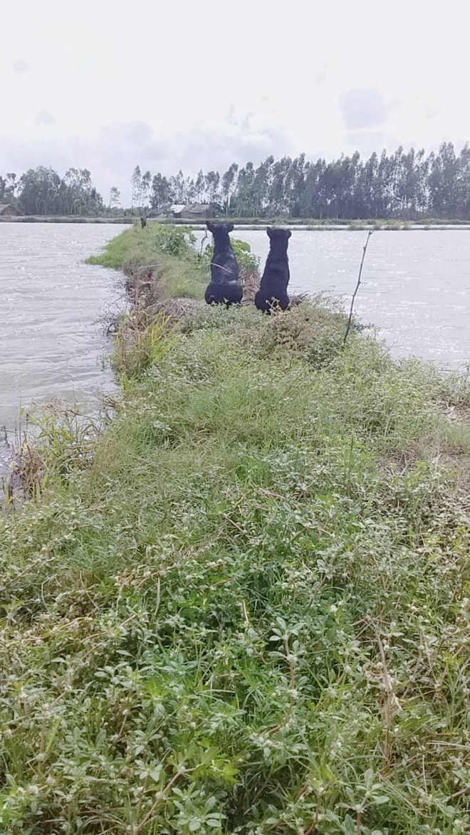 Hai chú chó ngồi im canh đầm tôm, câu chuyện đằng sau khiến người ta càng thêm cảm động - Ảnh 3.