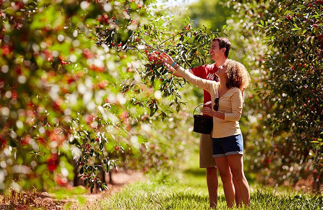 Ghé thăm vườn táo gần 300 tuổi đẹp như ở xứ sở thiên đường - Ảnh 14.