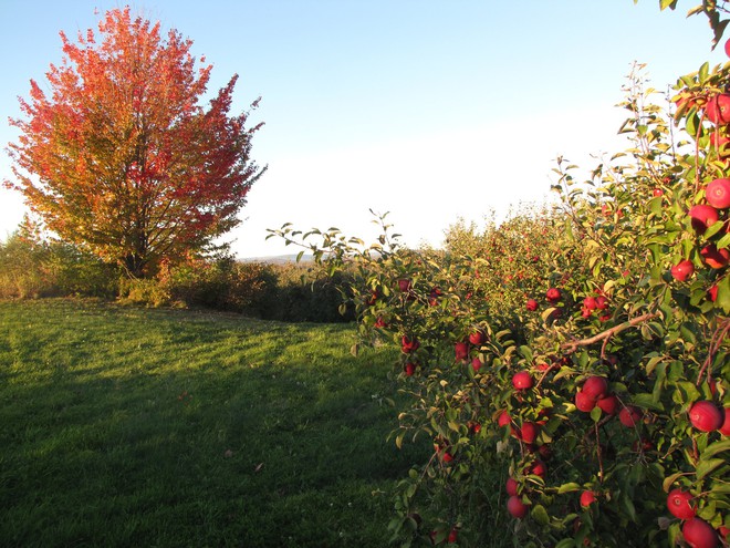Ghé thăm vườn táo gần 300 tuổi đẹp như ở xứ sở thiên đường - Ảnh 3.