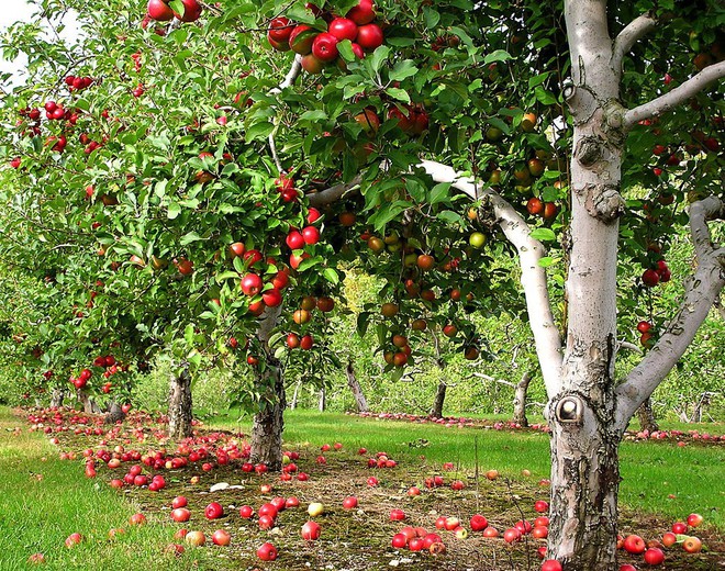 Ghé thăm vườn táo gần 300 tuổi đẹp như ở xứ sở thiên đường