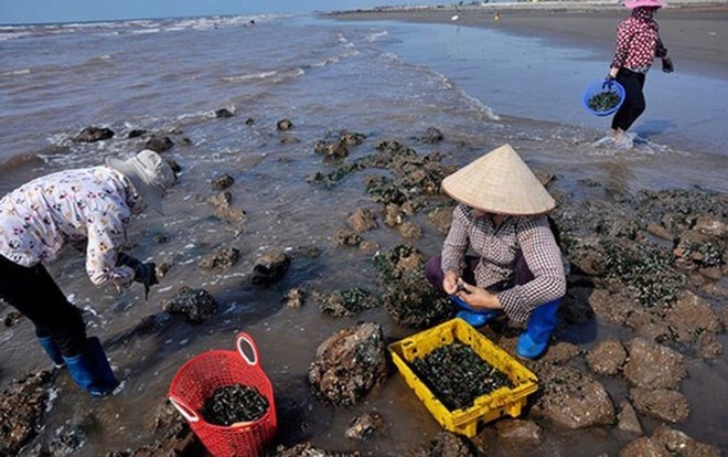 [Ảnh] Săn hàu son thu tiền triệu mỗi ngày - Ảnh 1.