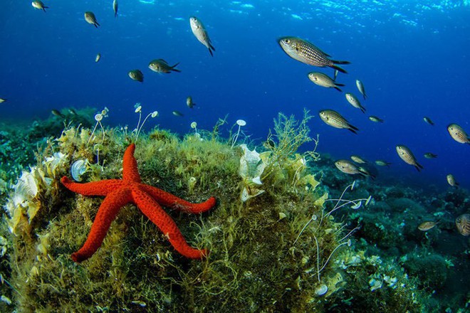 Những bức ảnh tuyệt đẹp về cuộc sống dưới đáy đại dương - Ảnh 1.