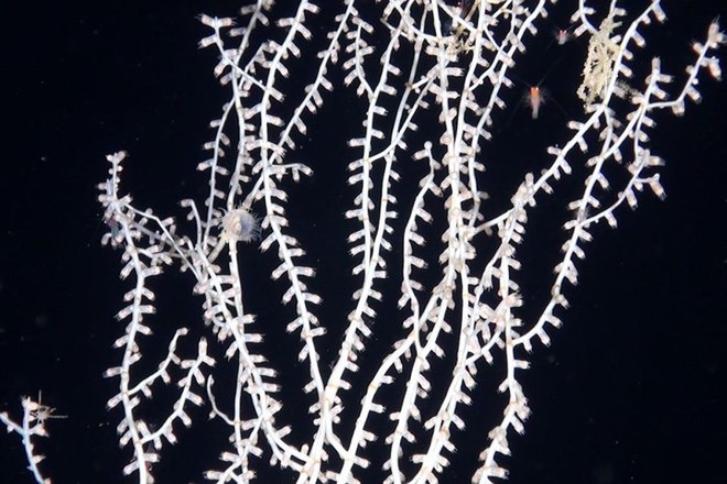 Những bức ảnh tuyệt đẹp về cuộc sống dưới đáy đại dương - Ảnh 2.