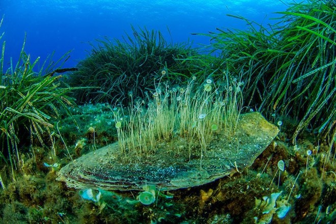 Những bức ảnh tuyệt đẹp về cuộc sống dưới đáy đại dương - Ảnh 12.