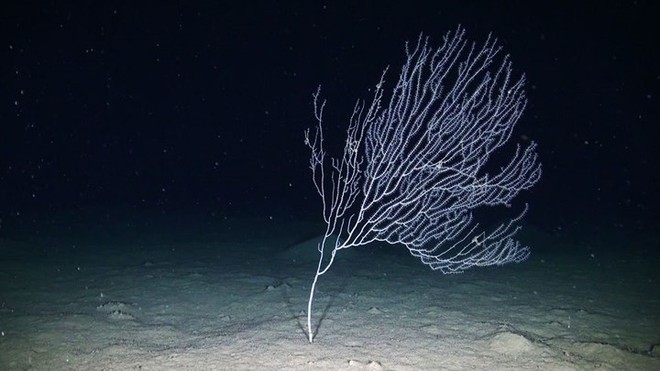 Những bức ảnh tuyệt đẹp về cuộc sống dưới đáy đại dương - Ảnh 16.