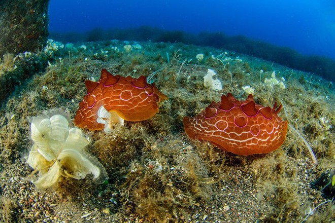 Những bức ảnh tuyệt đẹp về cuộc sống dưới đáy đại dương - Ảnh 17.
