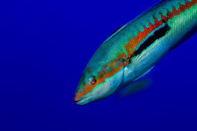 Những bức ảnh tuyệt đẹp về cuộc sống dưới đáy đại dương - Ảnh 18.