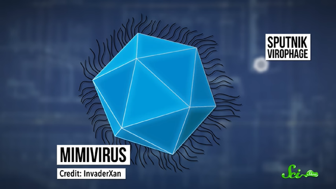 Sputnik - con virus gây sốc cho toàn bộ giới nghiên cứu khoa học bằng cách kí sinh lên… một virus khác - Ảnh 3.