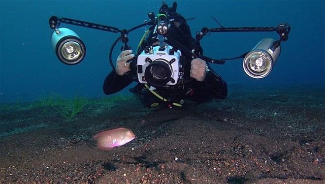 Những bức ảnh tuyệt đẹp về cuộc sống dưới đáy đại dương - Ảnh 4.