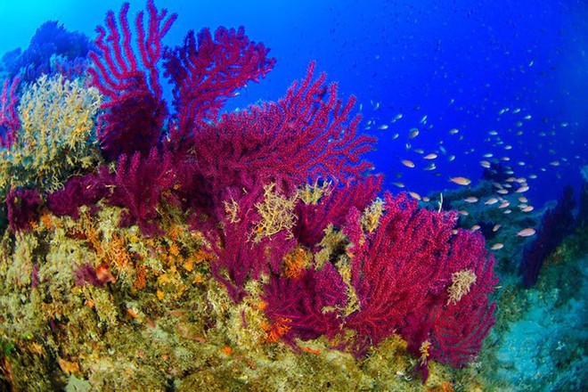 Những bức ảnh tuyệt đẹp về cuộc sống dưới đáy đại dương - Ảnh 5.