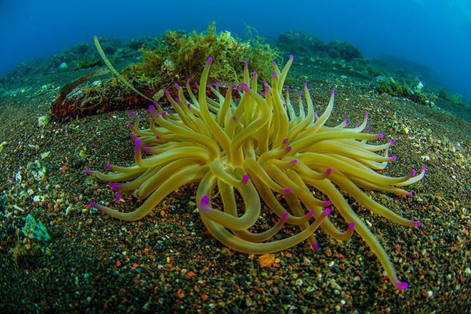 Những bức ảnh tuyệt đẹp về cuộc sống dưới đáy đại dương - Ảnh 6.