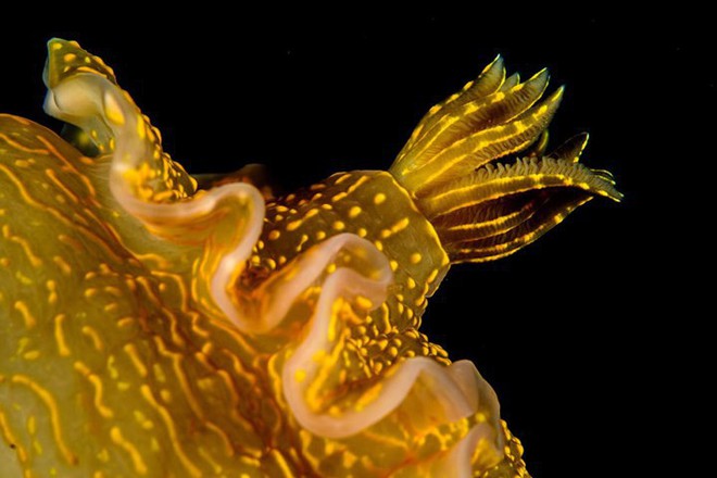 Những bức ảnh tuyệt đẹp về cuộc sống dưới đáy đại dương - Ảnh 8.