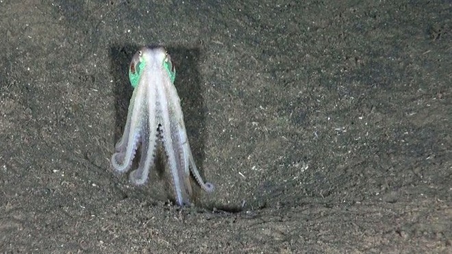 Những bức ảnh tuyệt đẹp về cuộc sống dưới đáy đại dương - Ảnh 9.
