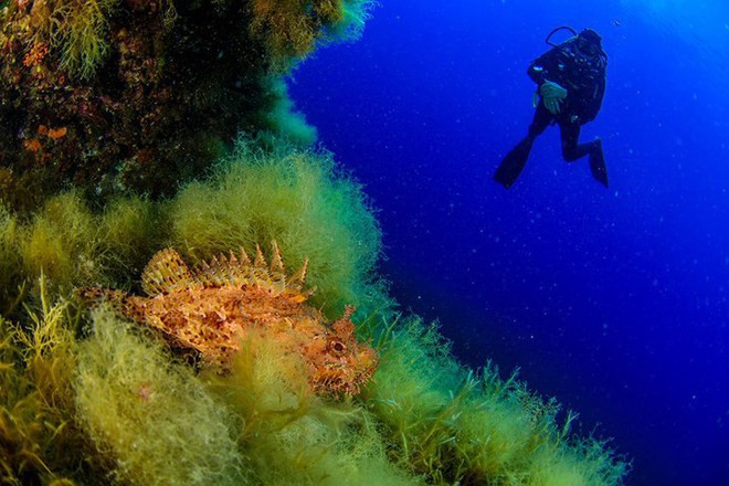 Những bức ảnh tuyệt đẹp về cuộc sống dưới đáy đại dương - Ảnh 10.