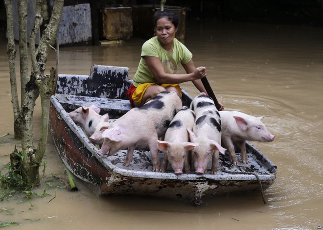 7 ngày qua ảnh: Người dân Philippines dùng thuyền sơ tán lợn khỏi vùng lũ lụt - Ảnh 3.