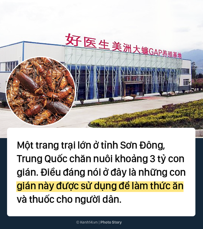 Ghé thăm trang trại nuôi 3 tỷ con gián để làm thức ăn và thuốc chữa bệnh tại Trung Quốc - Ảnh 1.