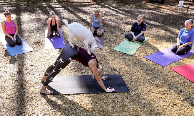 24h qua ảnh: Lớp tập yoga cùng dê tại khu nghỉ dưỡng Mỹ - Ảnh 4.