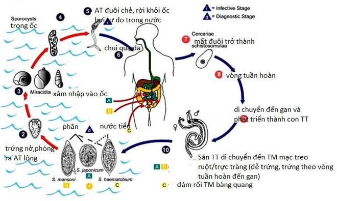 Uống bao nhiêu rượu có thể gây xơ gan: BS mách bạn mức độ an toàn nên biết để kiểm soát - Ảnh 4.