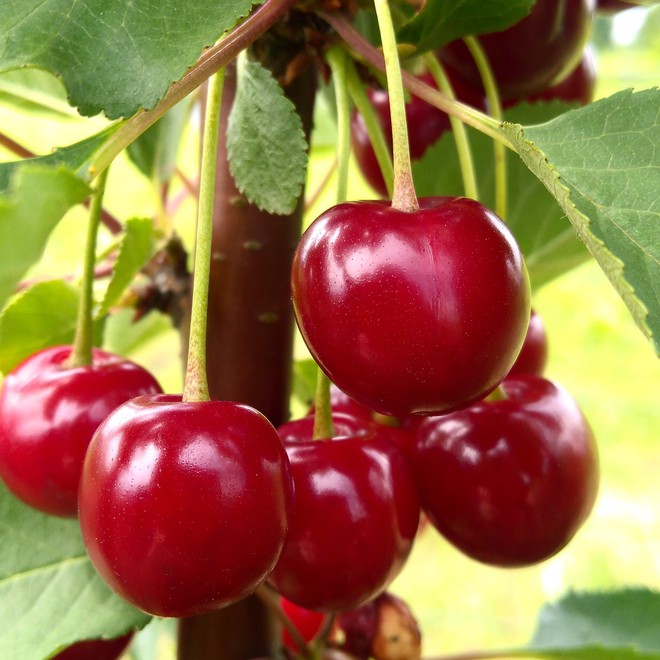 Tự trồng cherry tại nhà ăn cả năm không hết với bí quyết đơn giản - Ảnh 7.