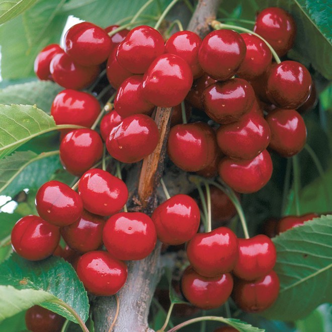 Tự trồng cherry tại nhà ăn cả năm không hết với bí quyết đơn giản - Ảnh 8.