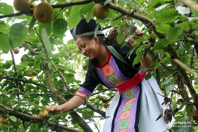 [Ảnh] Mùa hái mắc cọp người dân thu tiền triệu mỗi ngày - Ảnh 4.