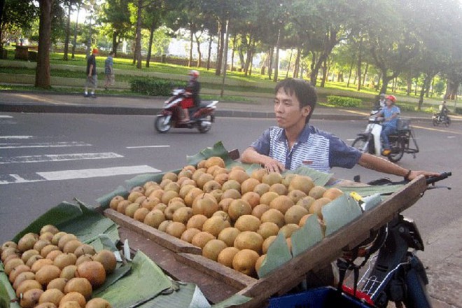 [Ảnh] Mùa hái mắc cọp người dân thu tiền triệu mỗi ngày - Ảnh 10.