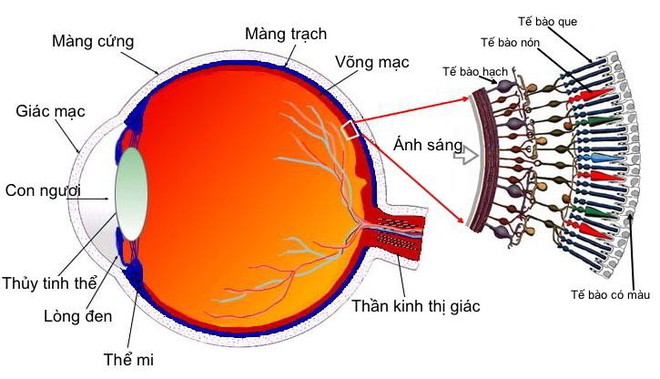 Tim mạch - Nội tiết - Máu - Những bệnh lý liên quan đến mắt không thể chủ quan - Ảnh 2.