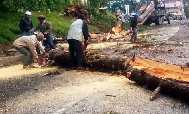 Cưa hạ nhiều cây thông cổ thụ có nguy cơ gãy đổ trên đèo Prenn - Ảnh 1.