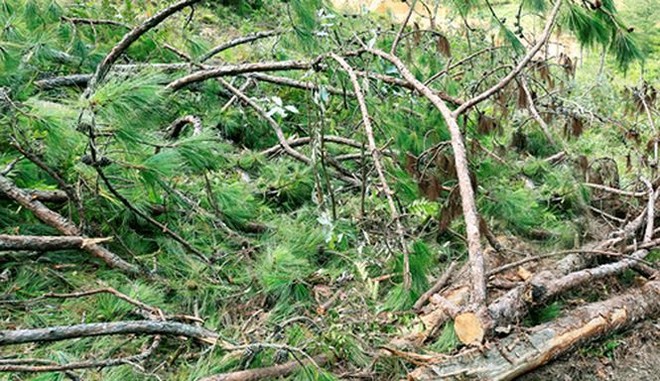 Cưa hạ nhiều cây thông cổ thụ có nguy cơ gãy đổ trên đèo Prenn - Ảnh 3.