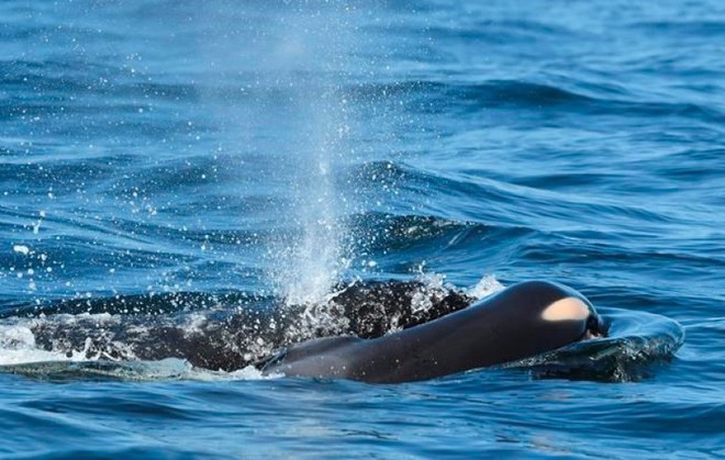 Cá voi sát thủ đẩy xác con đi khắp đại dương: Lý do cái chết khiến con người phải suy ngẫm - Ảnh 6.