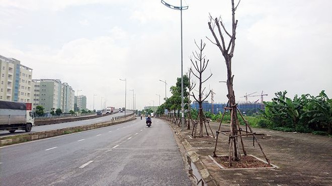Hà Nội: Hàng loạt cây xanh chết khô trên đường nghìn tỷ - Ảnh 1.