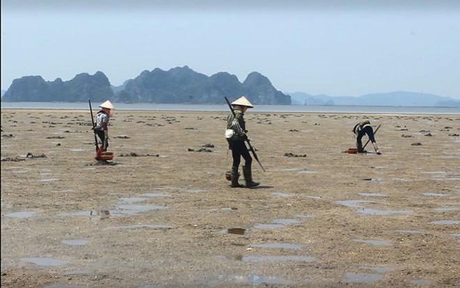 Săn sá sùng ôm tiền triệu mỗi ngày - Ảnh 4.