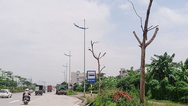 Hà Nội: Hàng loạt cây xanh chết khô trên đường nghìn tỷ - Ảnh 3.