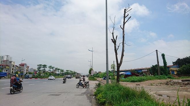 Hà Nội: Hàng loạt cây xanh chết khô trên đường nghìn tỷ - Ảnh 4.