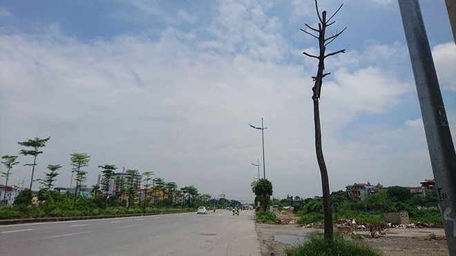 Hà Nội: Hàng loạt cây xanh chết khô trên đường nghìn tỷ - Ảnh 5.