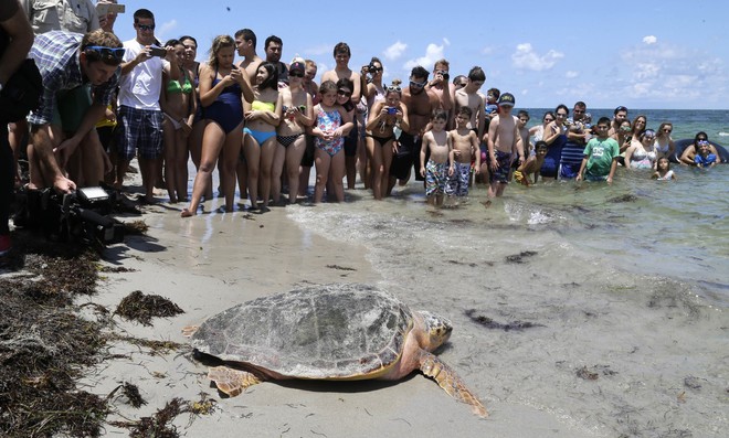Tìm ra nguyên nhân khiến gần 300 con rùa biển chết hàng loạt tại bờ biển Florida - Ảnh 3.