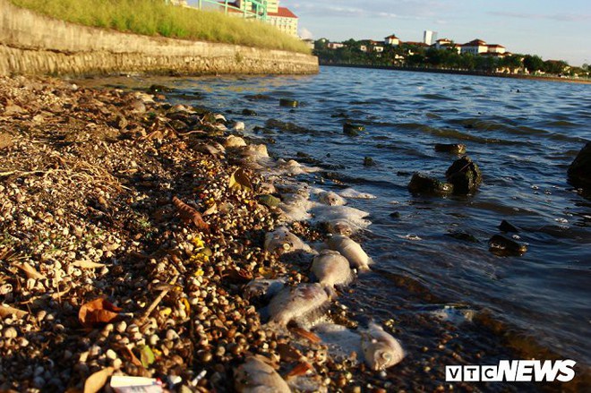 Hồ Tây ngập ngụa rác thải và cá chết, dân Thủ đô vẫn nô nức rủ nhau bơi lội - Ảnh 3.
