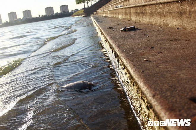 Hồ Tây ngập ngụa rác thải và cá chết, dân Thủ đô vẫn nô nức rủ nhau bơi lội - Ảnh 5.