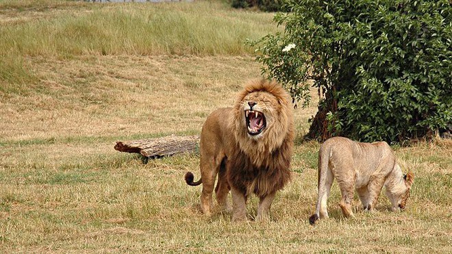 Đột nhập khu bảo tồn trộm tê giác, những kẻ đi săn bị sư tử tấn công và ăn thịt - Ảnh 1.