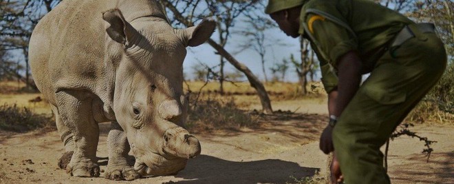 Thành quả đột phá này sẽ giúp loài tê giác trắng Bắc Phi thoát cảnh tuyệt chủng - Ảnh 4.