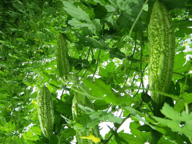 Dùng lá tắm chữa rôm sảy cho bé và những lưu ý mẹ nên biết - Ảnh 1.