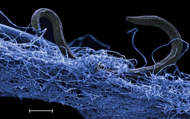 Bạn sẽ phải ngạc nhiên nếu biết dưới lòng đất có cả một vương quốc động vật như thế này - Ảnh 2.