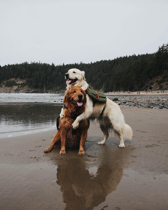 Câu chuyện cảm động của 2 chú chó lúc nào cũng dính lấy nhau như hình với bóng, sở hữu gần 500 nghìn lượt follow trên Instagram - Ảnh 11.