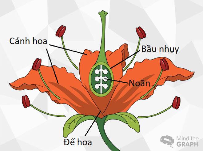 Có một hiểu lầm rất lớn về quả dâu tây mà gần như tất cả chúng ta đều không hề hay biết - Ảnh 1.