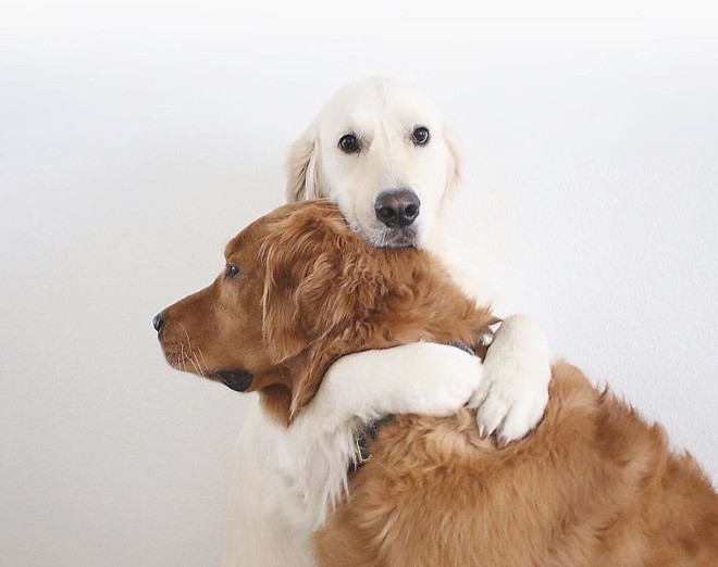 Câu chuyện cảm động của 2 chú chó lúc nào cũng dính lấy nhau như hình với bóng, sở hữu gần 500 nghìn lượt follow trên Instagram - Ảnh 12.