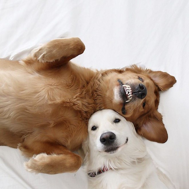 Câu chuyện cảm động của 2 chú chó lúc nào cũng dính lấy nhau như hình với bóng, sở hữu gần 500 nghìn lượt follow trên Instagram - Ảnh 15.