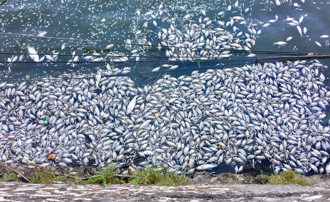Cá chết nổi thành mảng trắng ở Hồ Tây do thay đổi thời tiết - Ảnh 3.