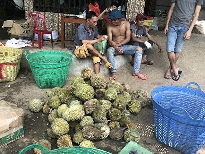 Hạt sầu riêng giá cao hơn quả: Nghi thương lái giở trò? - Ảnh 1.