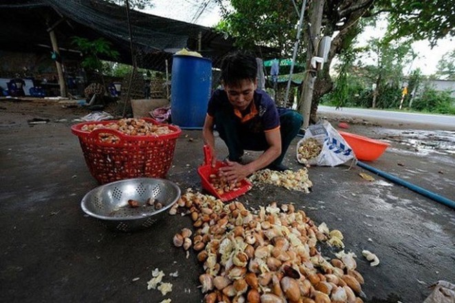 Hạt sầu riêng giá cao hơn quả: Nghi thương lái giở trò? - Ảnh 3.